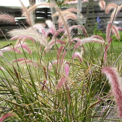 Dark Burgundy Purple Fountain Grass Seeds