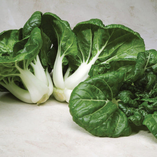 Dark Green Choi Bok Choy Seeds