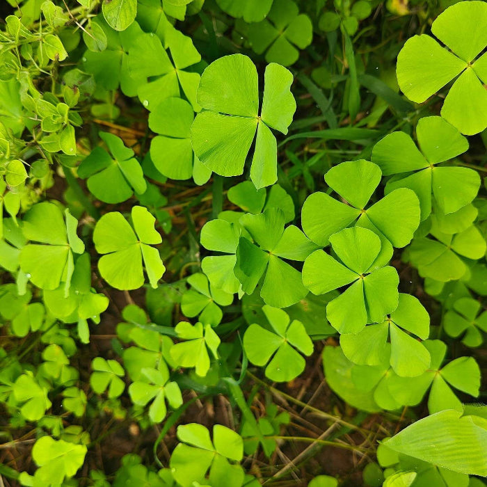 Dark Green Four Leaf Clover Seeds
