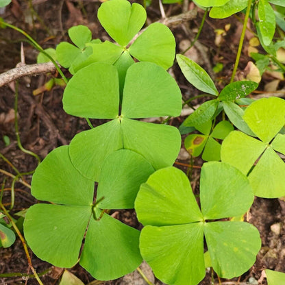 Dark Green Four Leaf Clover Seeds