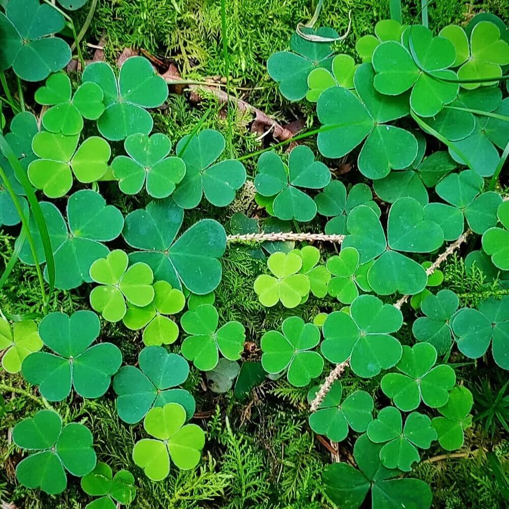 Dark Green Four Leaf Clover Seeds - Herbal Plant 