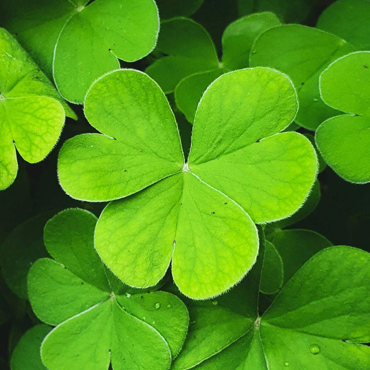 Dark Green Four Leaf Clover Seeds - Herbal Plant 