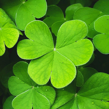 Dark Green Four Leaf Clover Seeds - Herbal Plant 