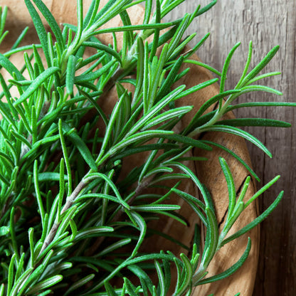 Dark Green Rosemary Seeds