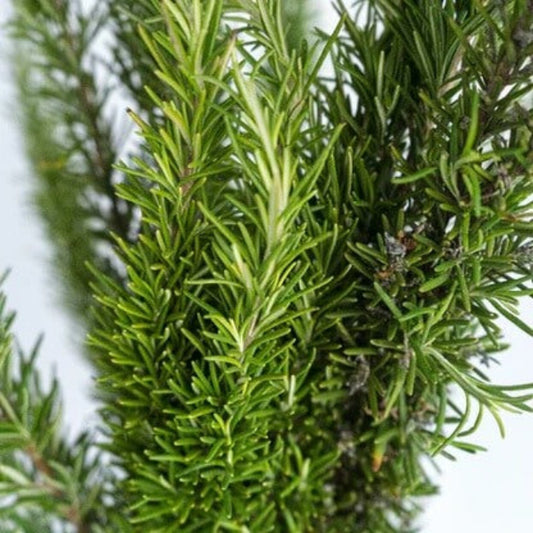 Dark Green Rosemary Seeds