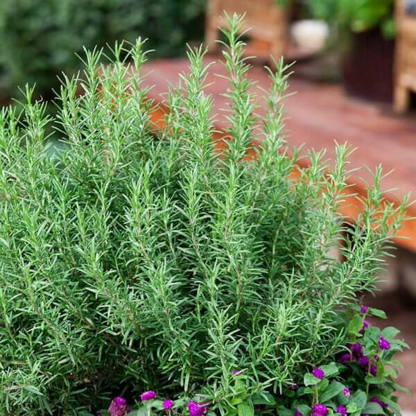 Dark Green Rosemary Seeds