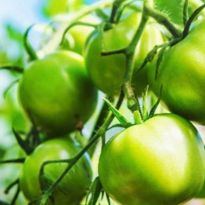 Dark Green Tomato Seeds