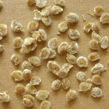 Dark Green Tomato Seeds