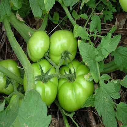 Dark Green Tomato Seeds