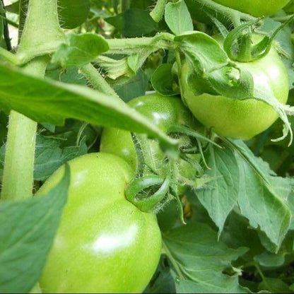 Dark Green Tomato Seeds