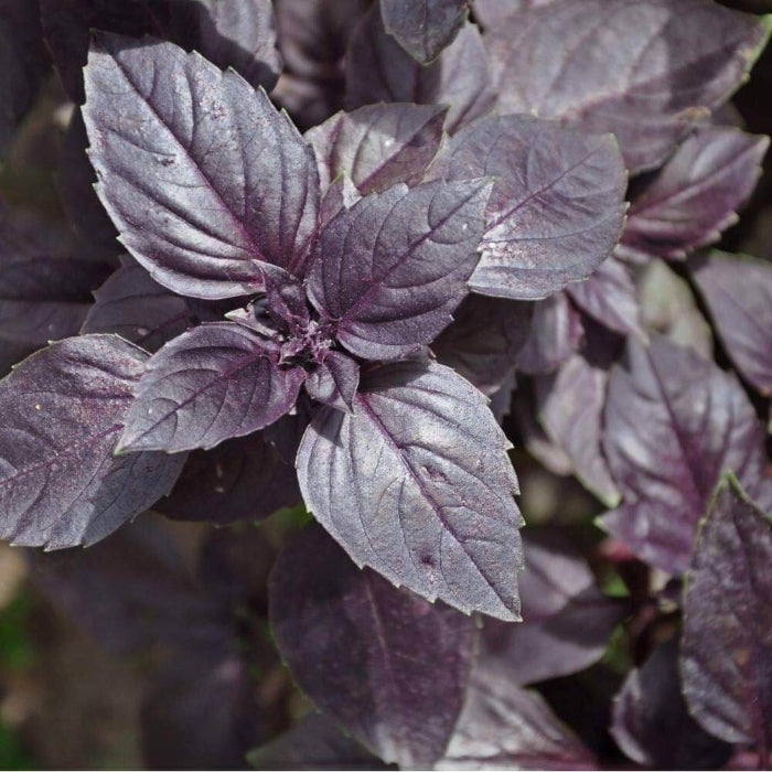 Dark Opal Basil Seeds - Herbal Plant