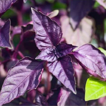 Dark Opal Basil Seeds - Herbal Plant