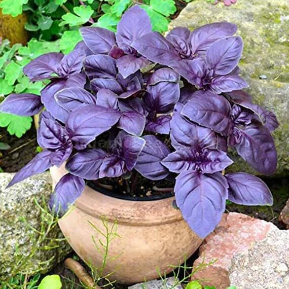 Dark Opal Purple Basil Seeds - Herbal Plant