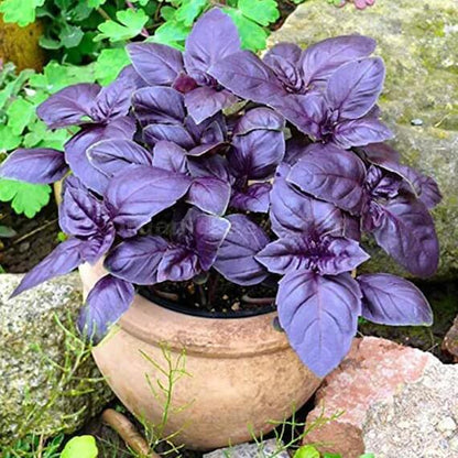 Dark Opal Purple Basil Seeds - Herbal Plant