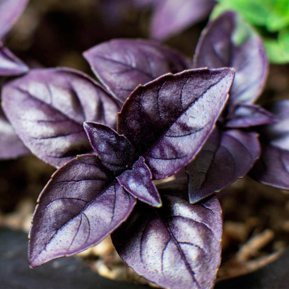 Dark Opal Purple Basil Seeds - Herbal Plant