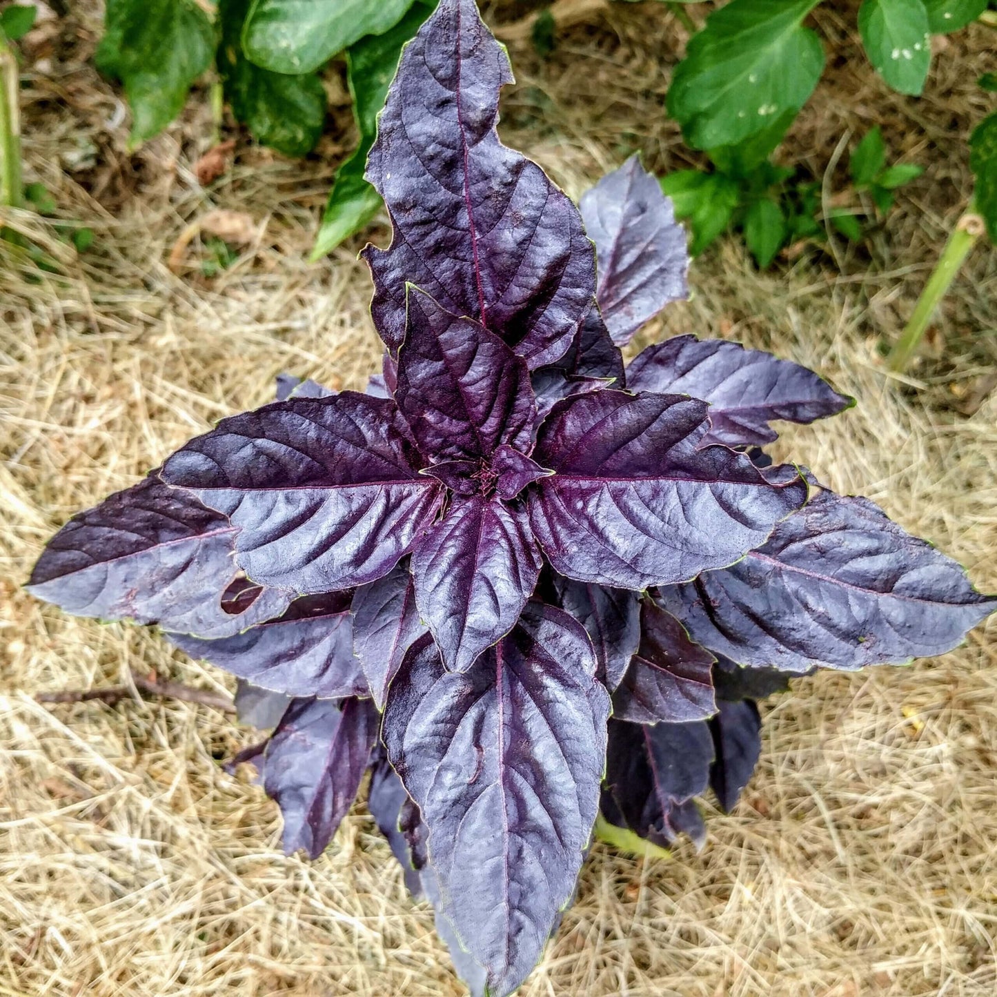 Dark Opal Purple Basil Seeds - Herbal Plant
