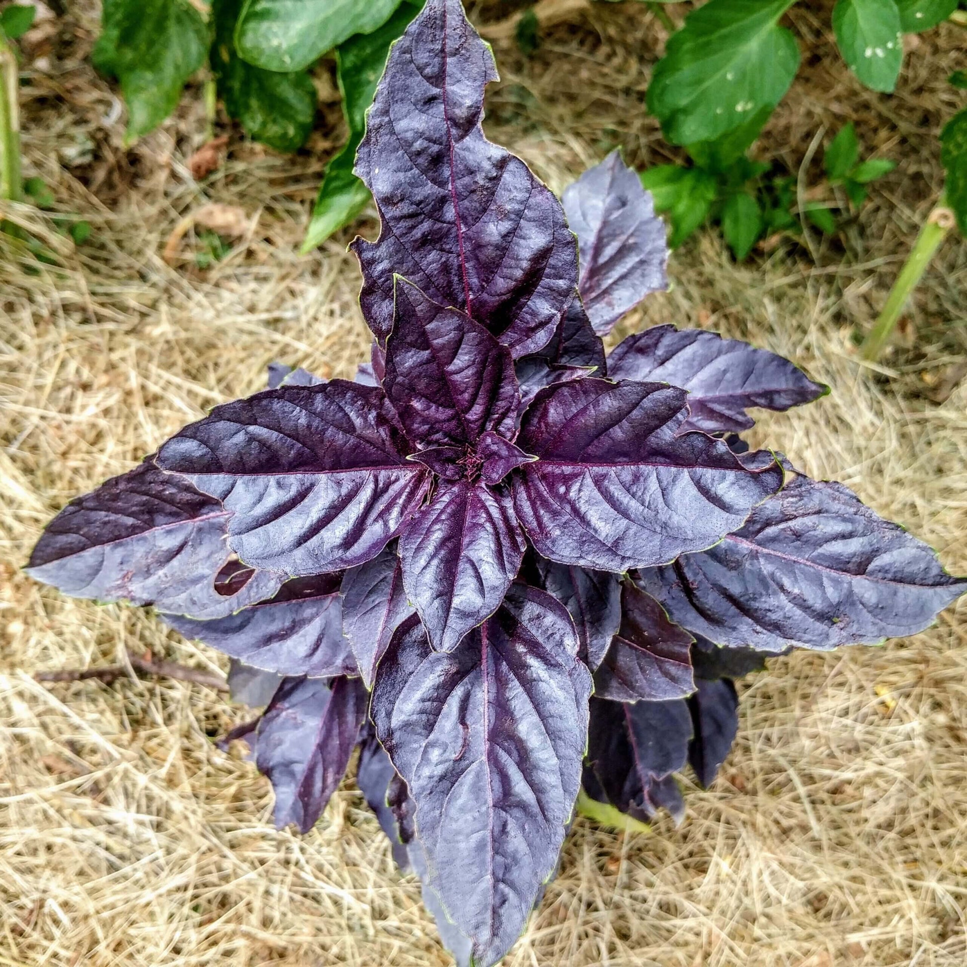 Dark Opal Purple Basil Seeds - Herbal Plant