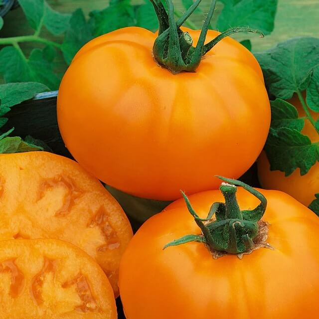 Dark Orange Giant Tomato Seeds 