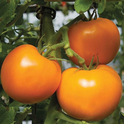 Dark Orange Giant Tomato Seeds 