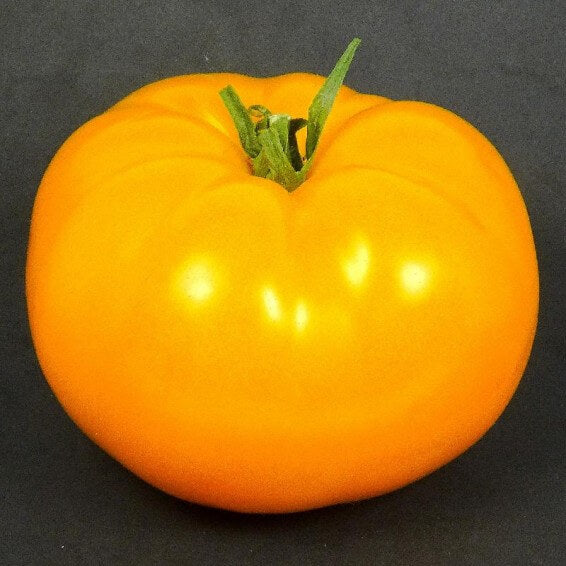 Dark Orange Giant Tomato Seeds 