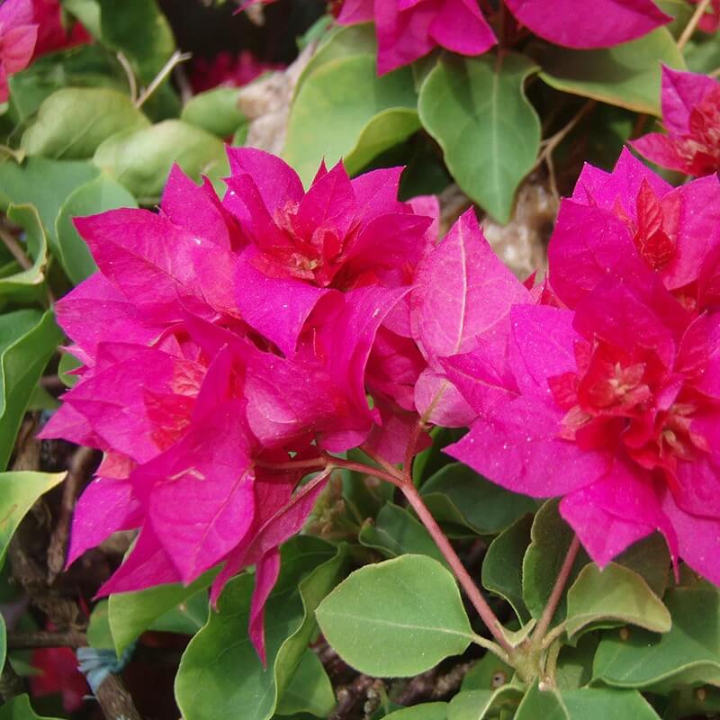 Dark Pink Bougainvillea Seeds