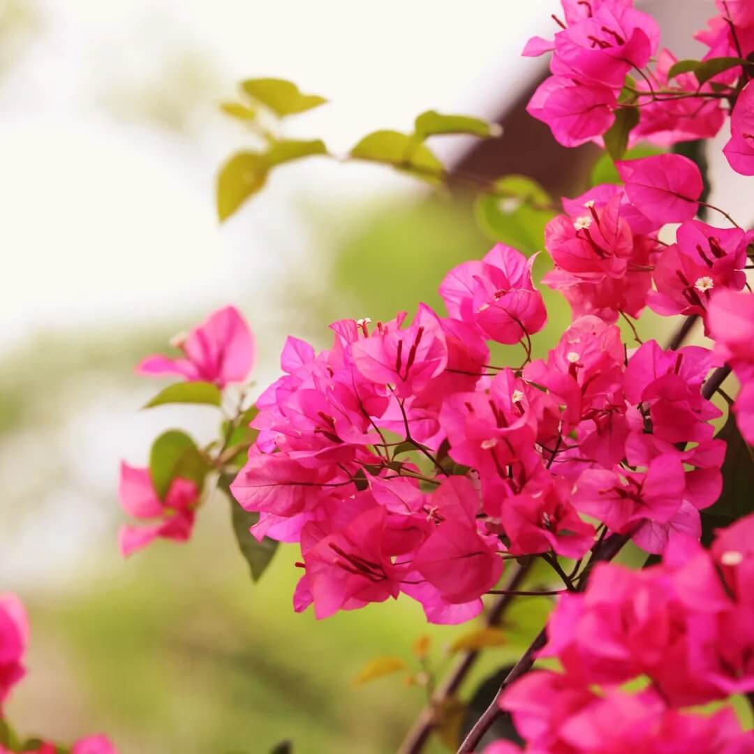 Dark Pink Bougainvillea Seeds