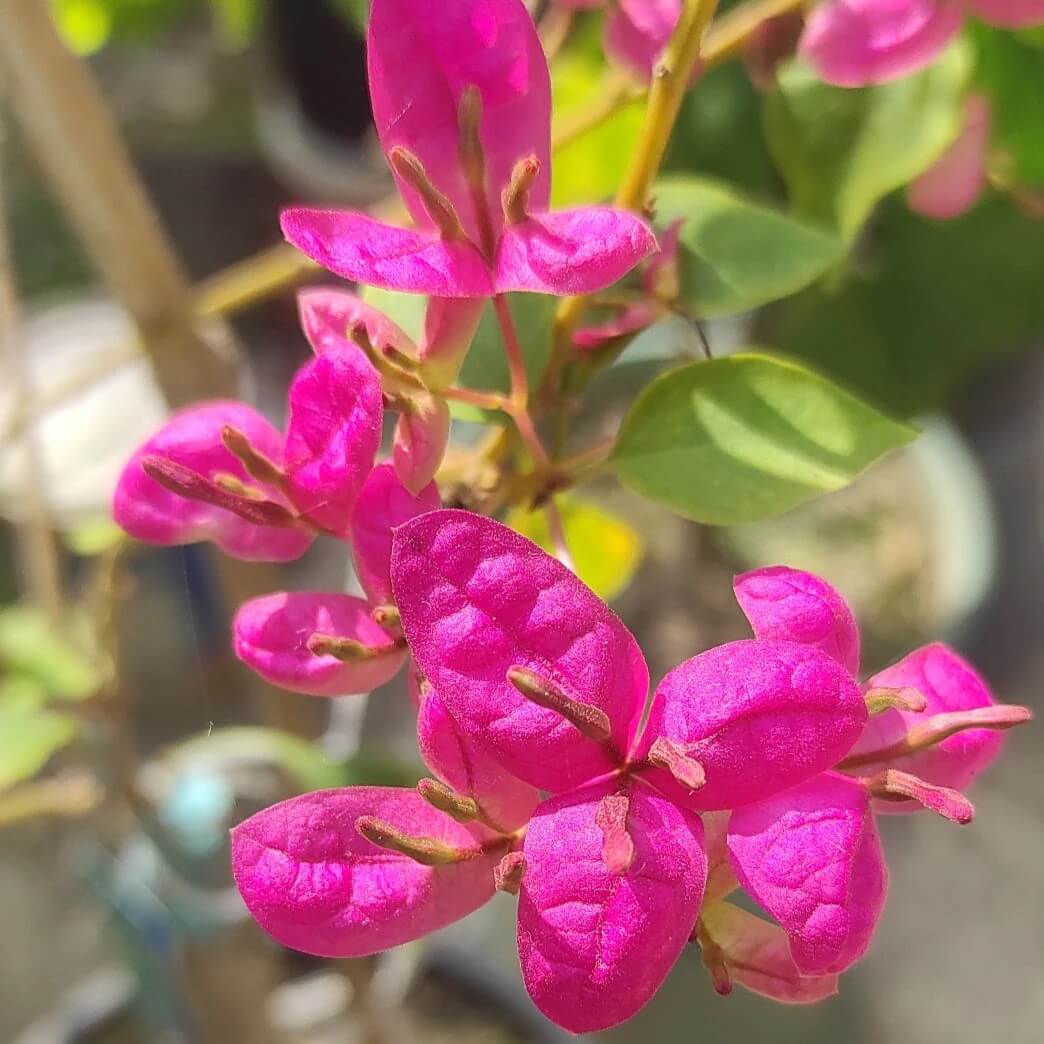 Dark Pink Bougainvillea Seeds
