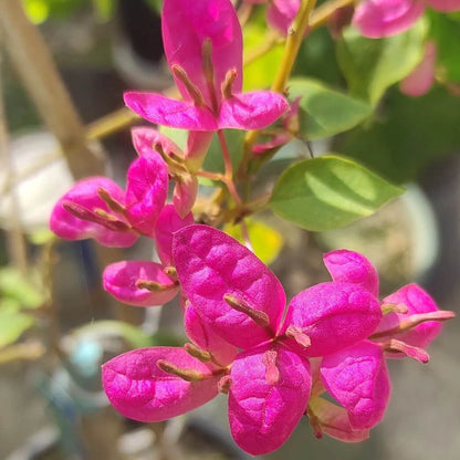 Dark Pink Bougainvillea Seeds