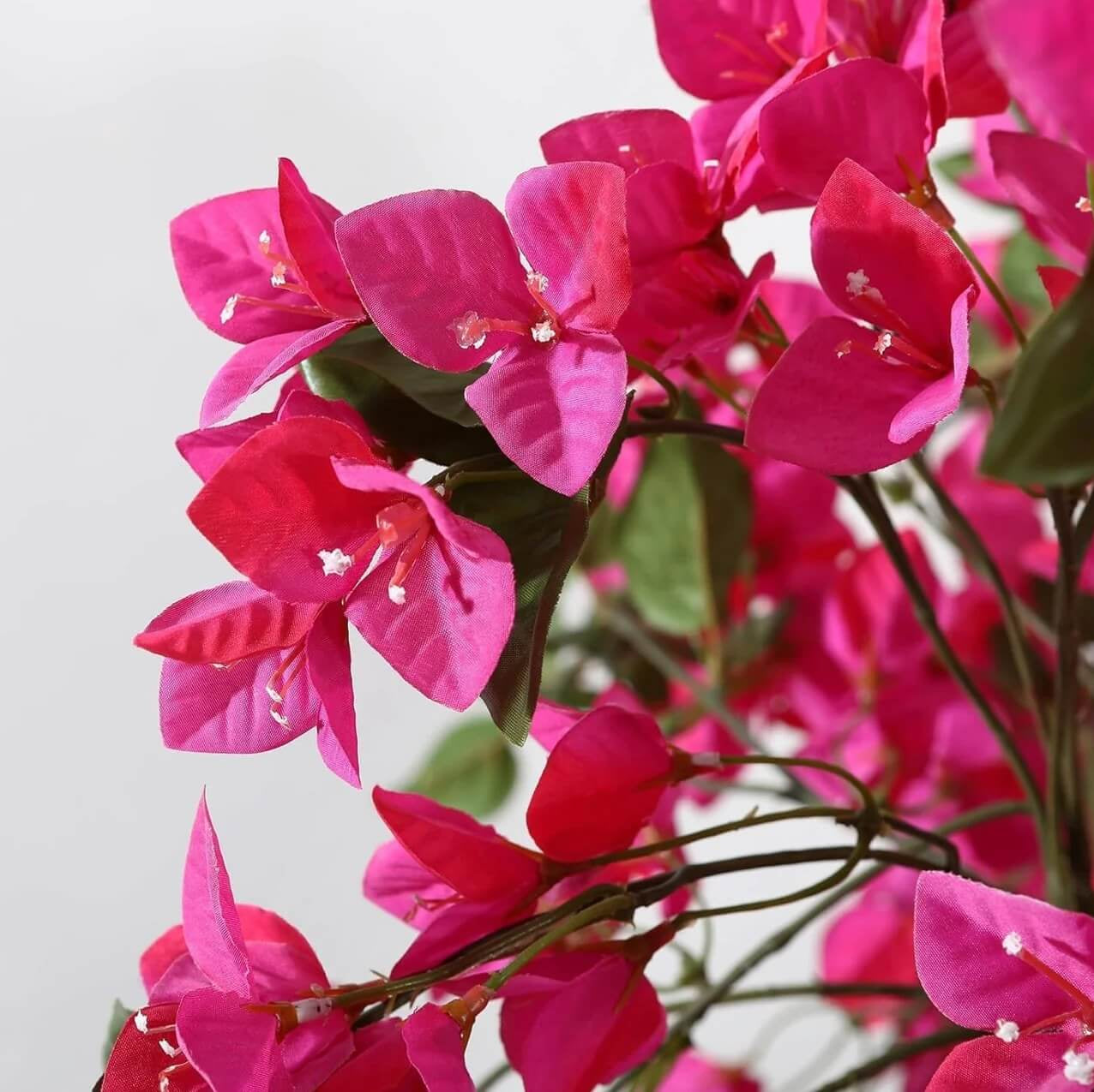 Dark Pink Bougainvillea Seeds