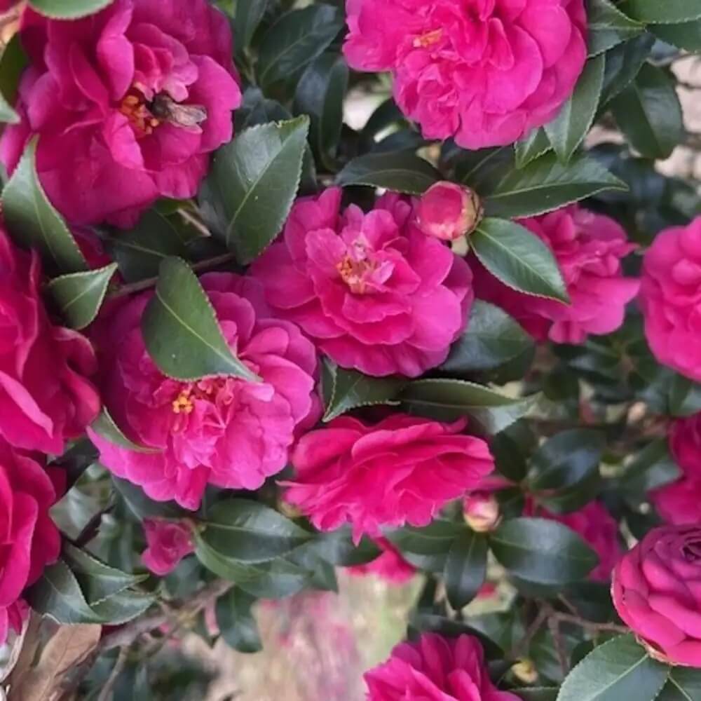 Dark Pink Camellia Seeds 