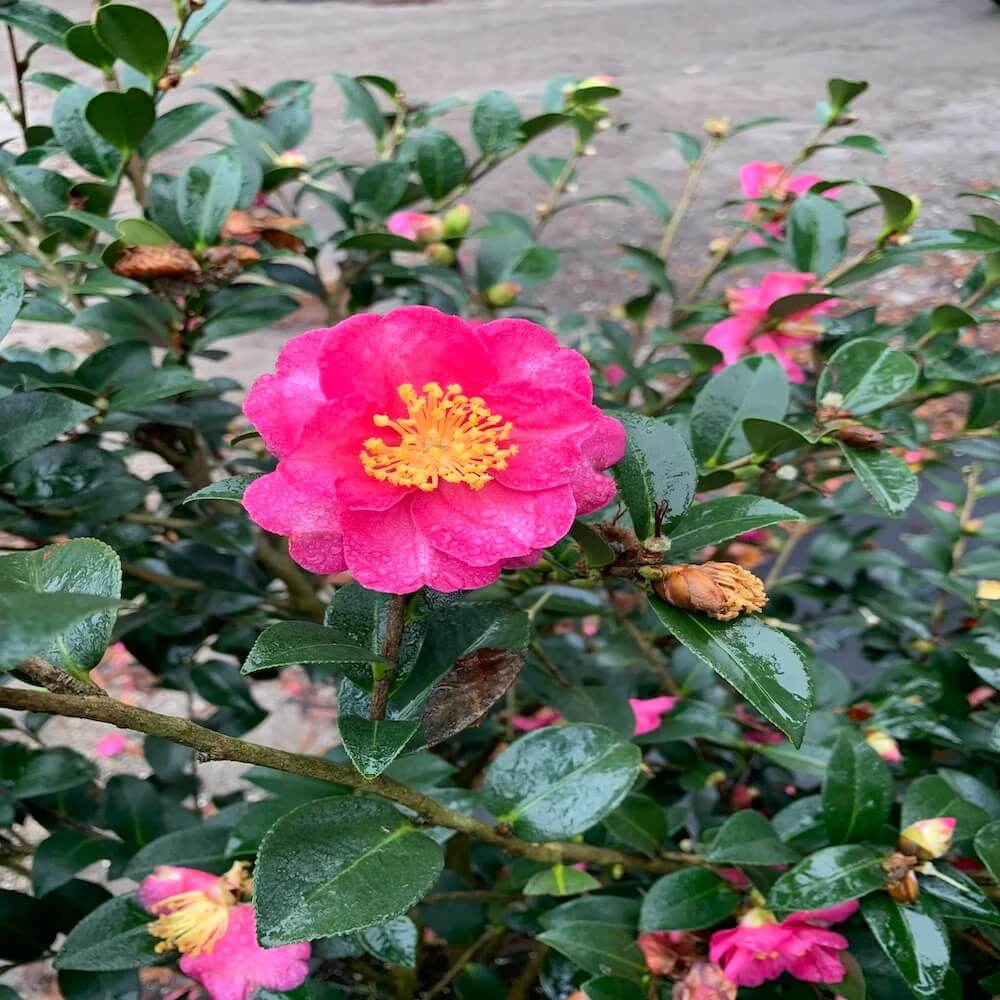 Dark Pink Camellia Seeds 