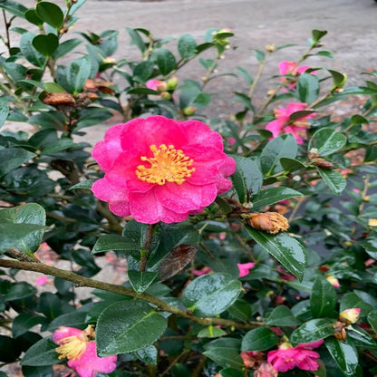 Dark Pink Camellia Seeds 