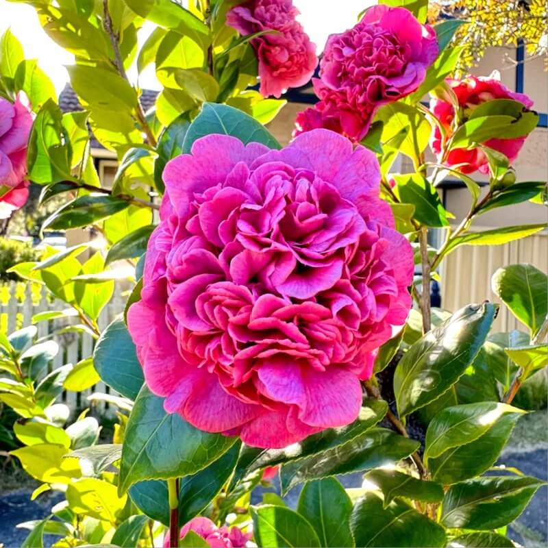 Dark Pink Camellia Seeds 