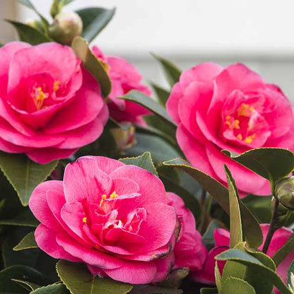 Dark Pink Camellia Seeds 