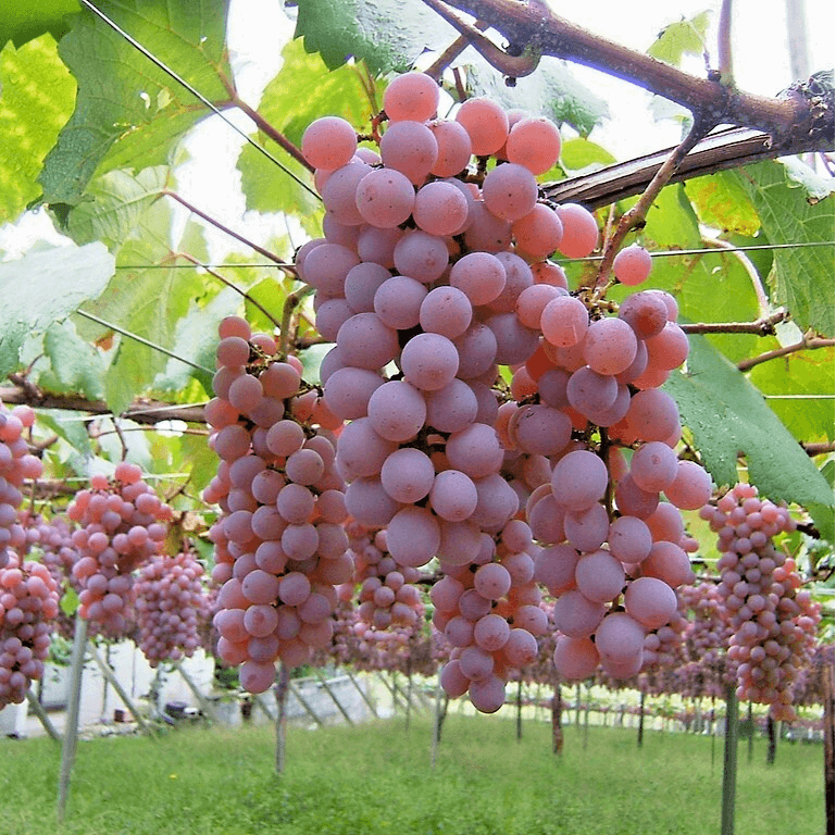 Dark Pink Grape Seeds 