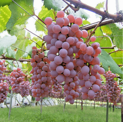 Dark Pink Grape Seeds 