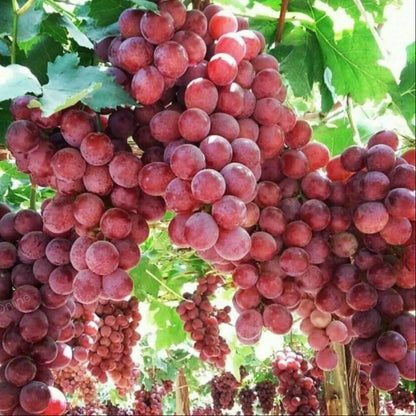 Dark Pink Grape Seeds 