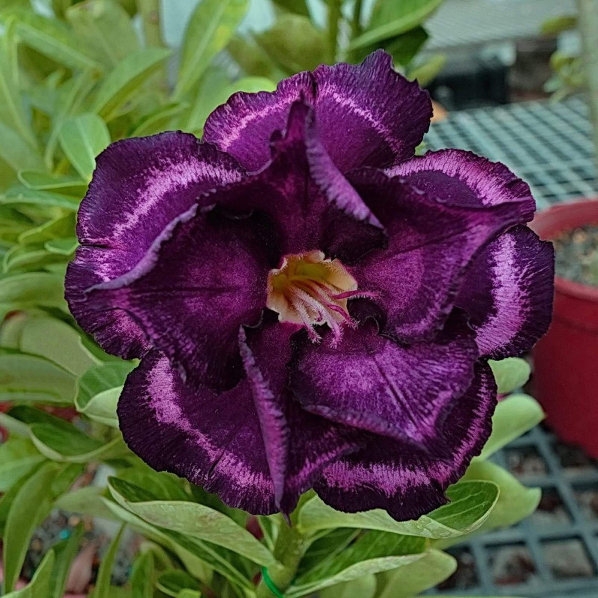 Dark Purple Adenium Obessum Seeds - Flower Plant
