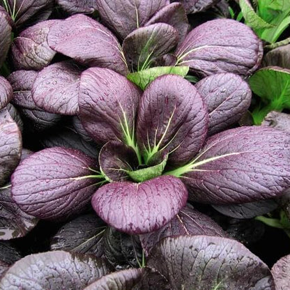 Dark Purple Bok Choy Seeds