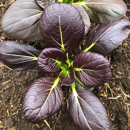 Dark Purple Bok Choy Seeds