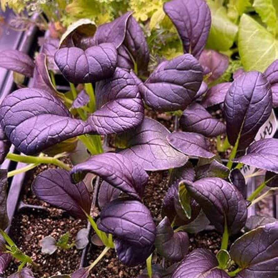 Dark Purple Bok Choy Seeds