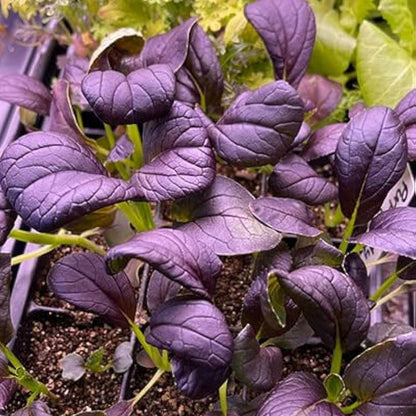 Dark Purple Bok Choy Seeds