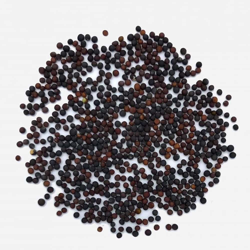 Dark Purple Bok Choy Seeds