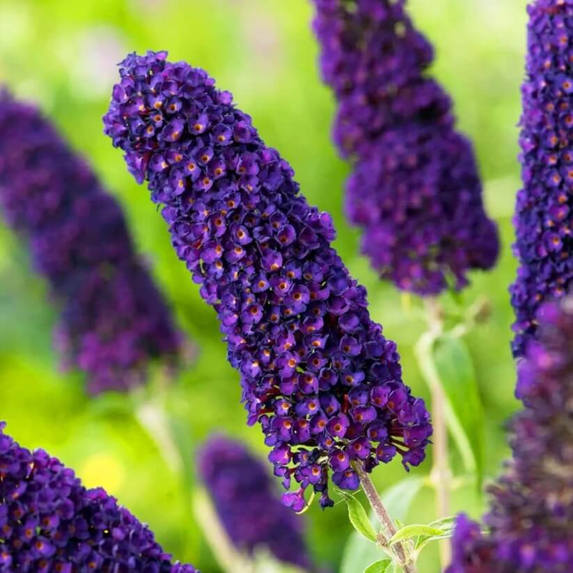 Dark Purple Butterfly Bush Seeds