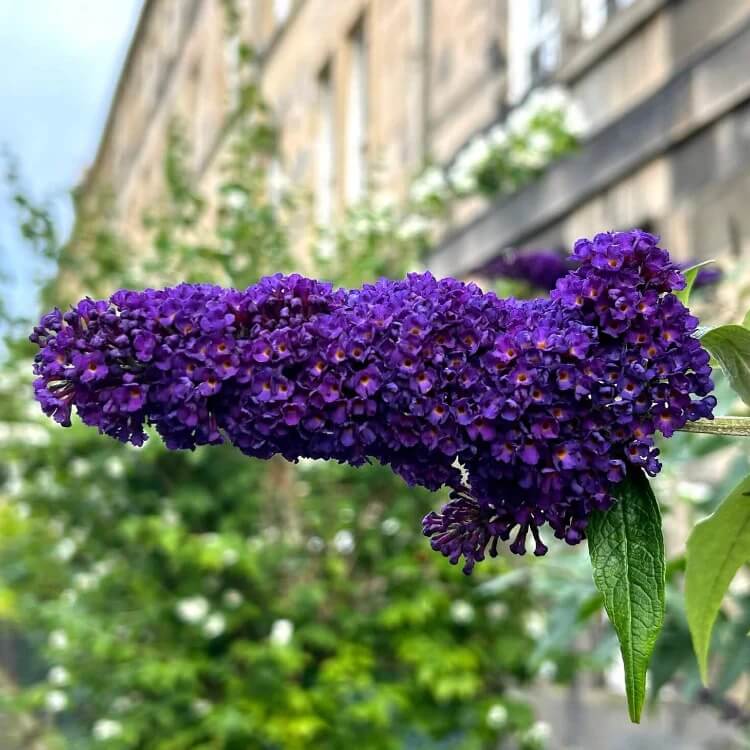 Dark Purple Butterfly Bush Seeds