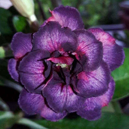 Dark Purple Desert Rose Seeds - Flower Plant
