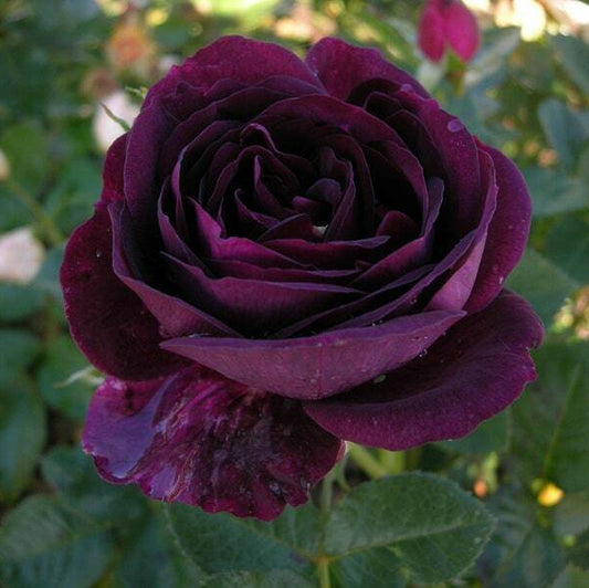 Dark Purple Desert Rose Seeds - Flower Plant