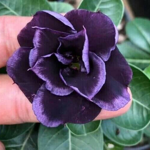 Dark Purple Desert Rose Seeds - Flower Plant