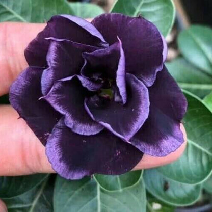 Dark Purple Desert Rose Seeds - Flower Plant