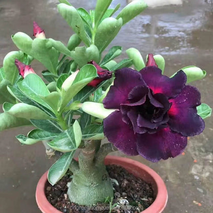 Dark Purple Desert Rose Seeds - Flower Plant